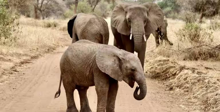 Elephant calf 768x392