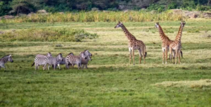 Tanzania Wildlife Safaris: Discover the Wild Heart of Africa with Little Rock Safaris