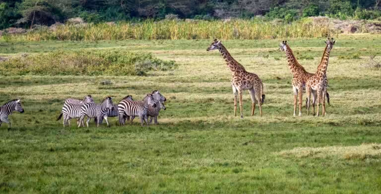 Tanzania Wildlife Safaris: Discover the Wild Heart of Africa with Little Rock Safaris