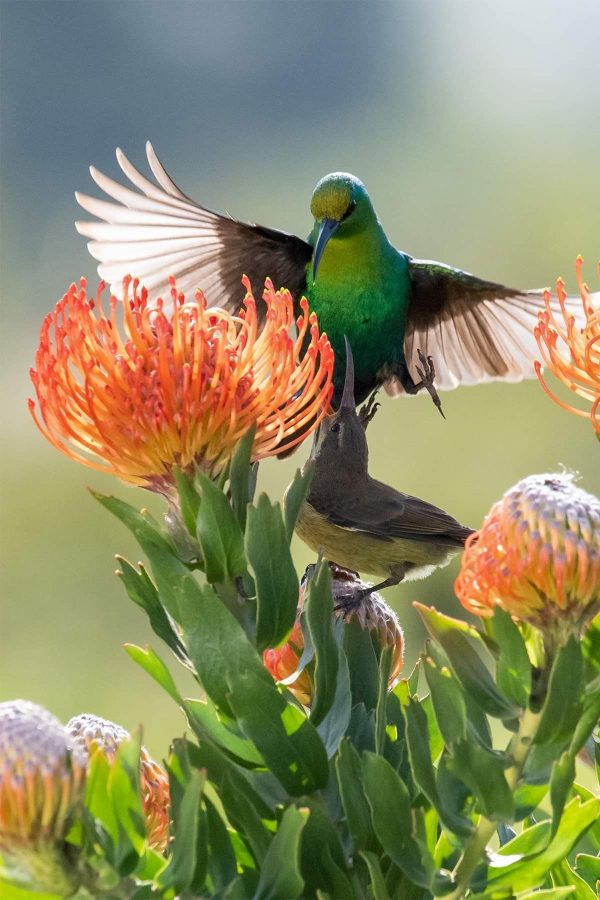 Bird Watching Safari