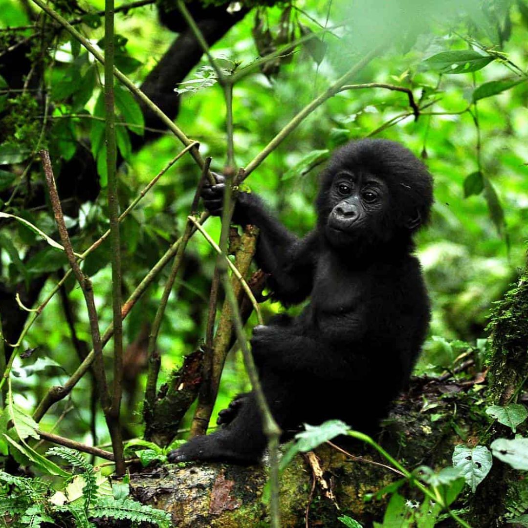 Rwanda Travel Guides