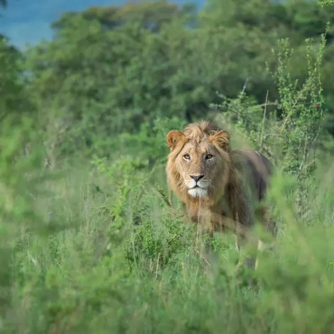 Rwanda Safaris