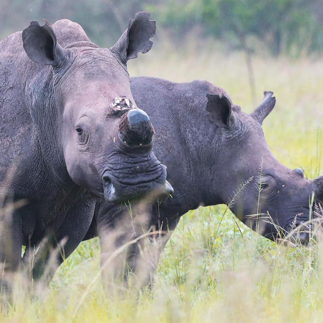 Rwanda Experience