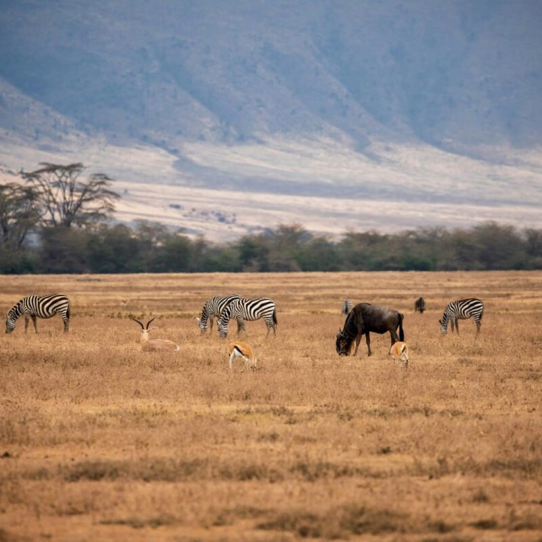 Tanzania Safaris