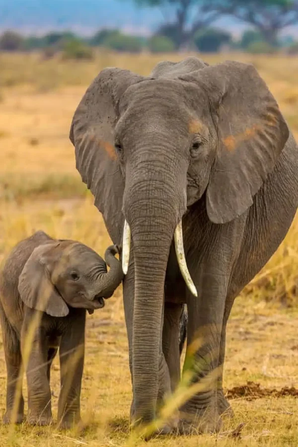 Akagera National Park Attractions