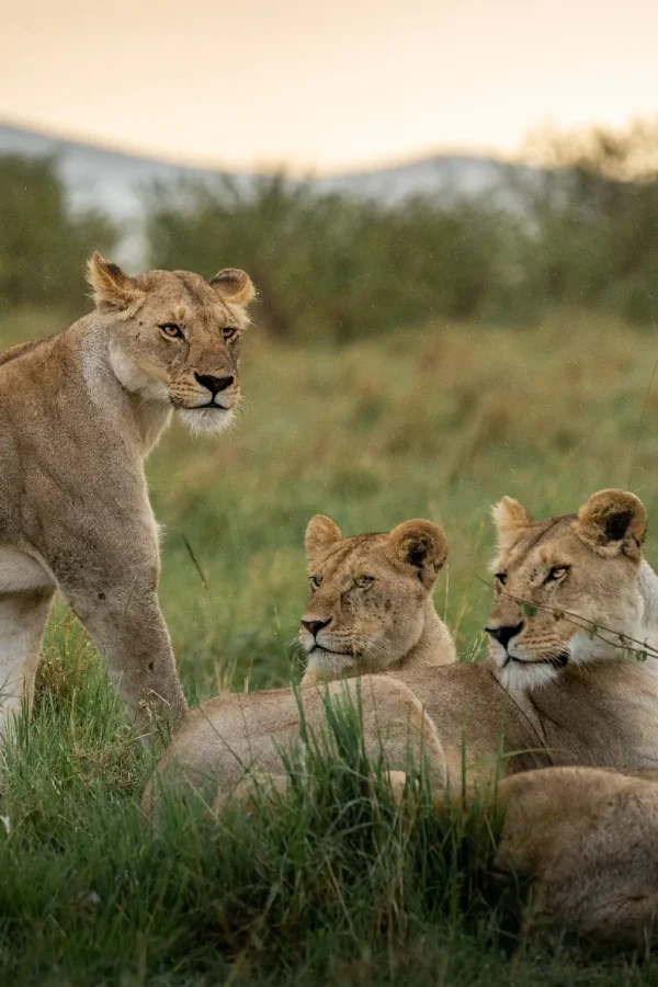 Amboseli National Park Attractions