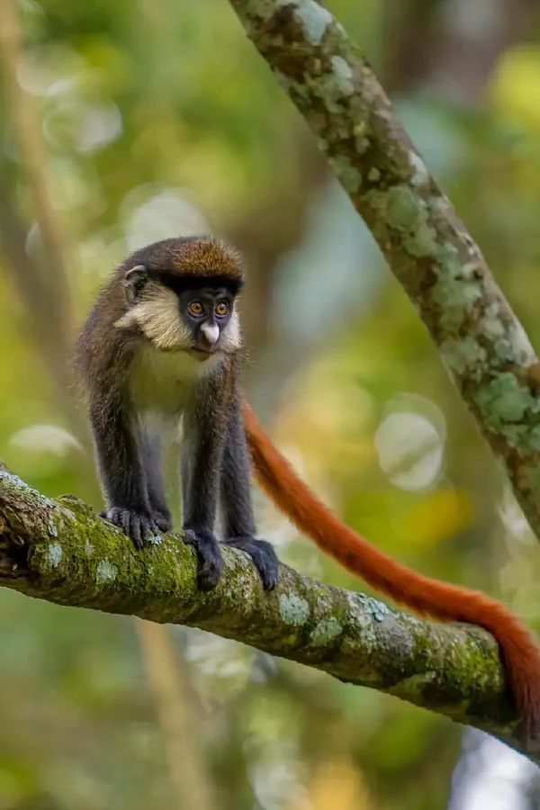 Bwindi Impenetrable National Park Attraction