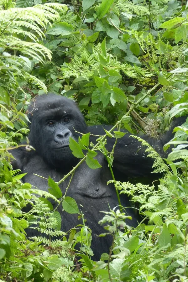 Gorilla Trekking