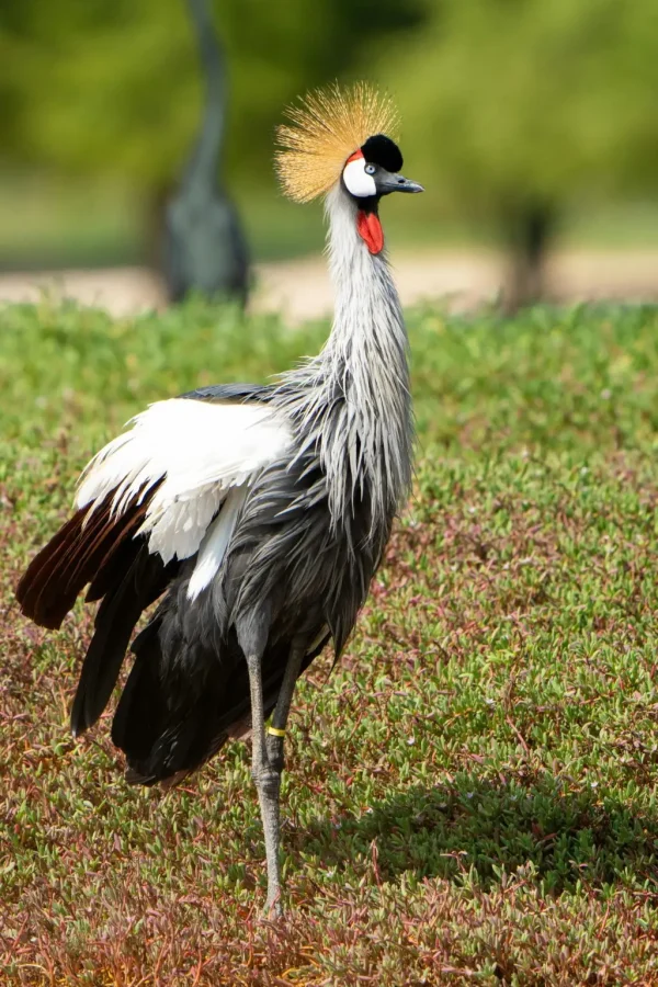 Kibale Forest National Park Attraction