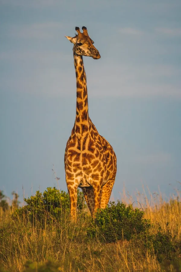 Lake Manyara National Park Attractions
