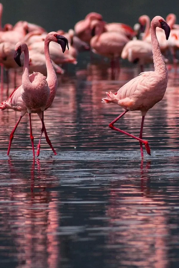 Lake Nakuru National Park Attractions