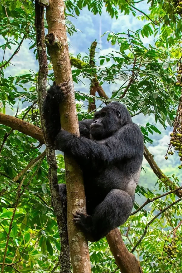 Mgahinga Gorilla National Park Attraction