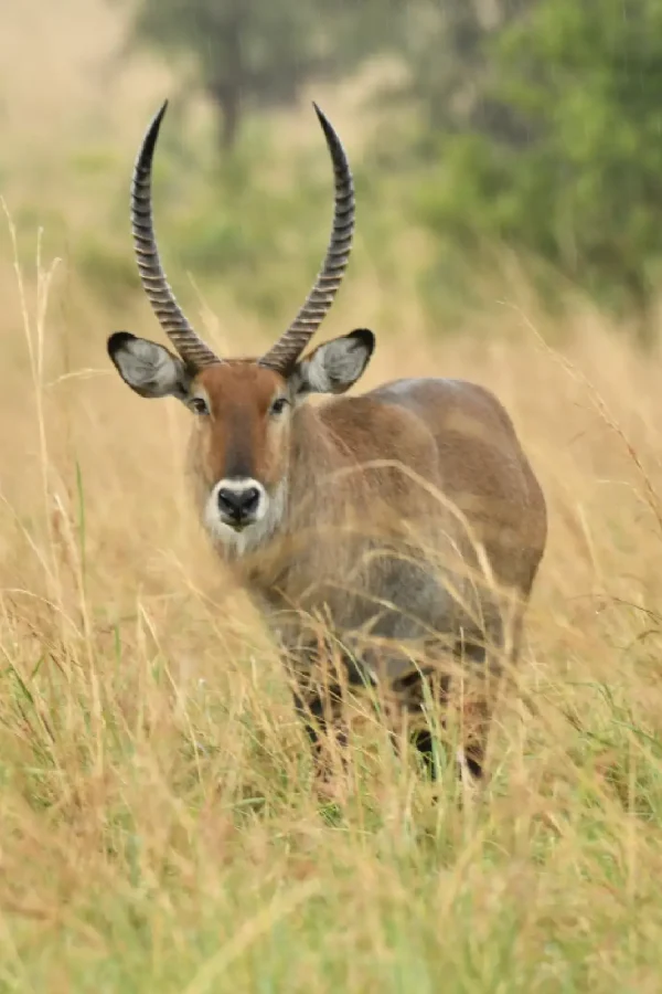 Murchison Falls National Park Attraction