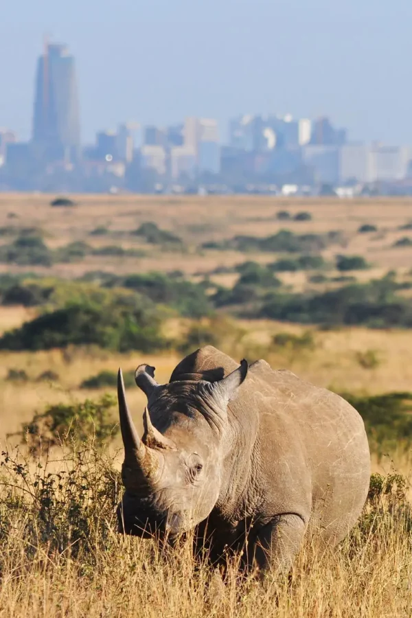 Nairobi National Park Attractions