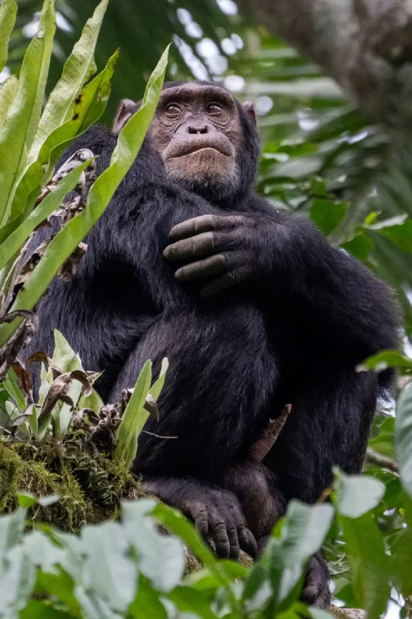 Nyungwe Forest National Park Attractions