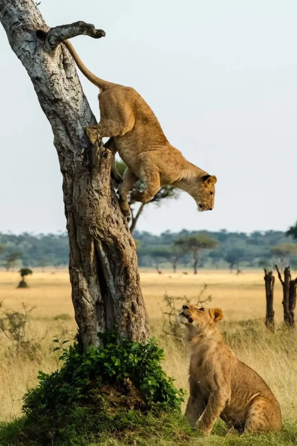 Queen Elizabeth National Park Attraction