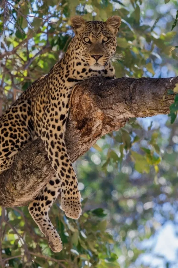 Samburu Game Reserve Attractions