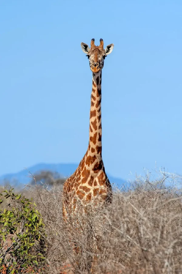 Serengeti National Park Attractions