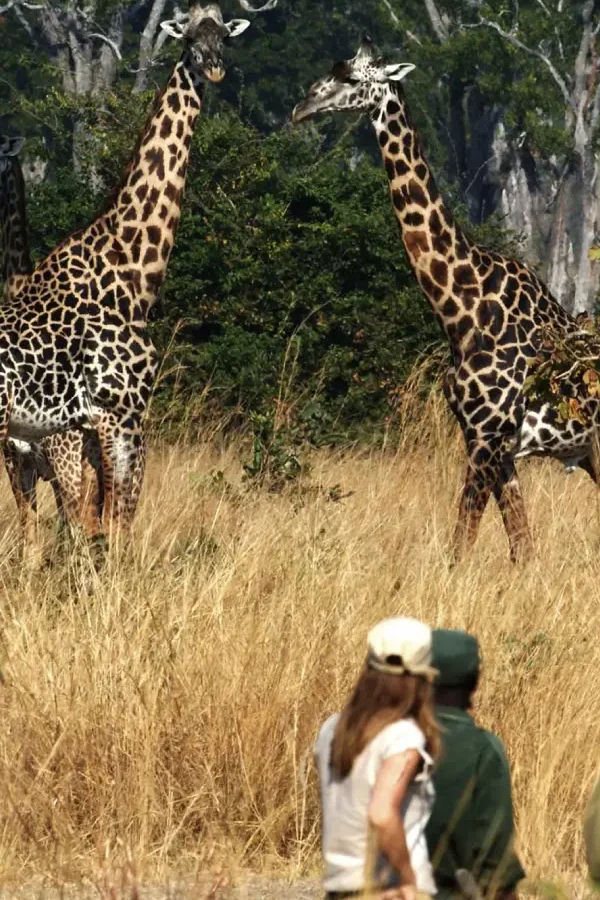 Walking Safari